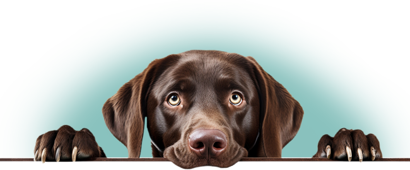 Hund Brauner Labrador schaut über Kante