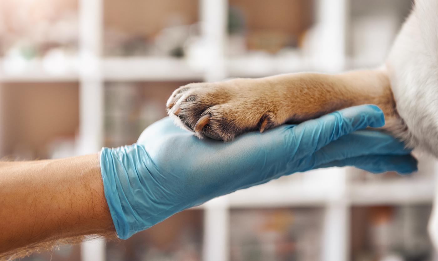 medizinische Grundversorgung medizinische Grundversorgung - Hund legt Pfote in Hand von Tierarzt