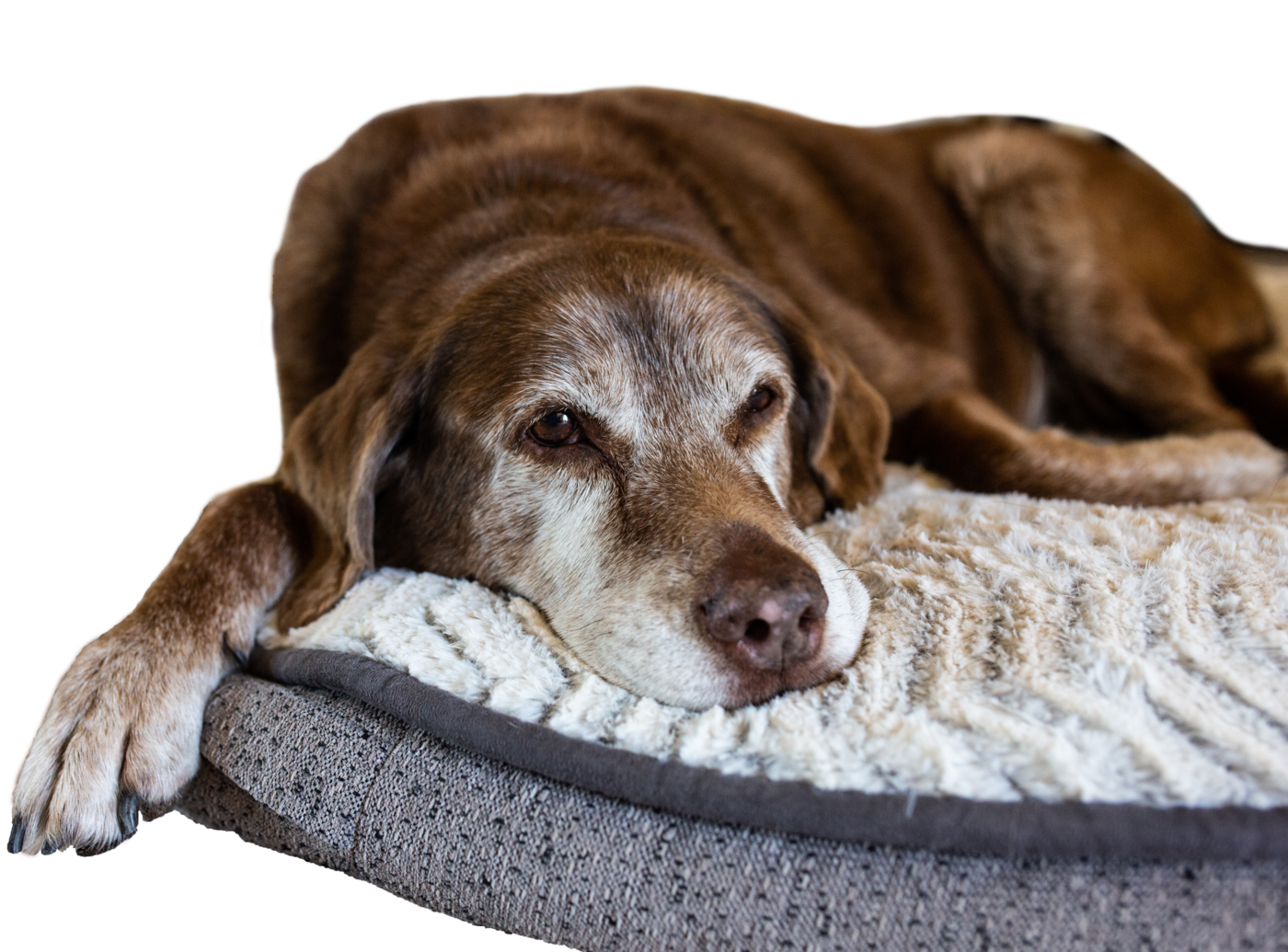 Geriatrie Tiere Geriatrie Tiere - alter Hund liegt auf Hundekissen
