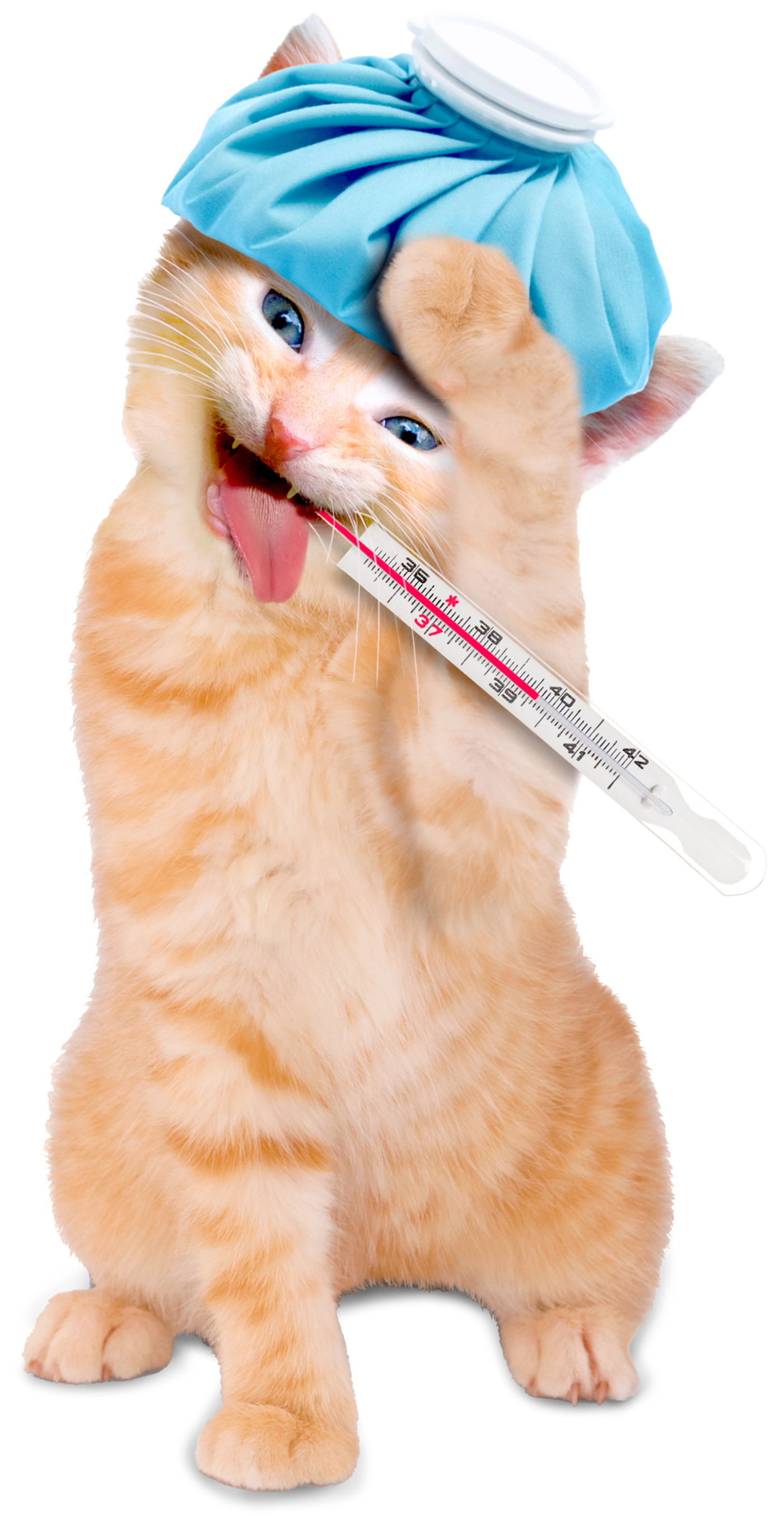 innere Tiermedizin innere Tiermedizin - kranke Katze