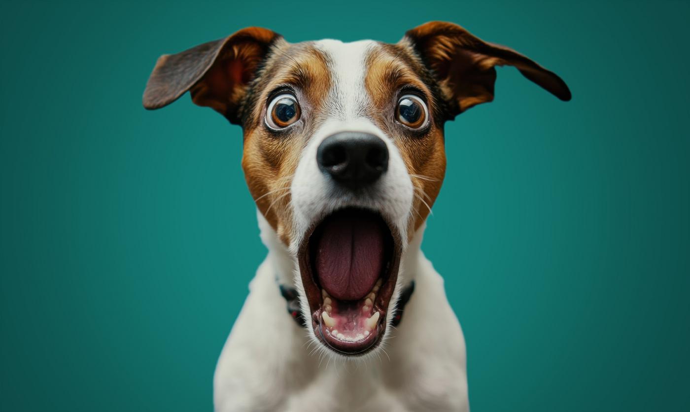 erschrockener Hund erschrocken blickender Hund mit aufgerissenener Schnauze