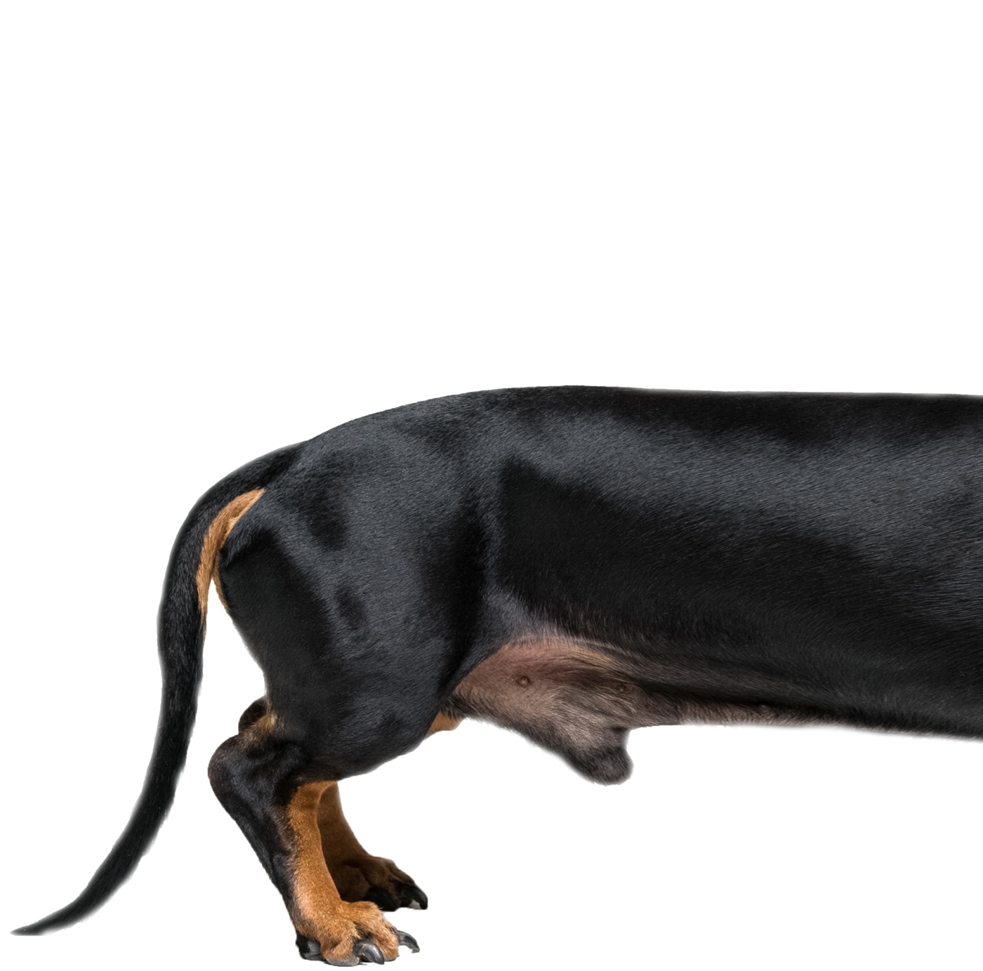 Dackel Dackel hinten