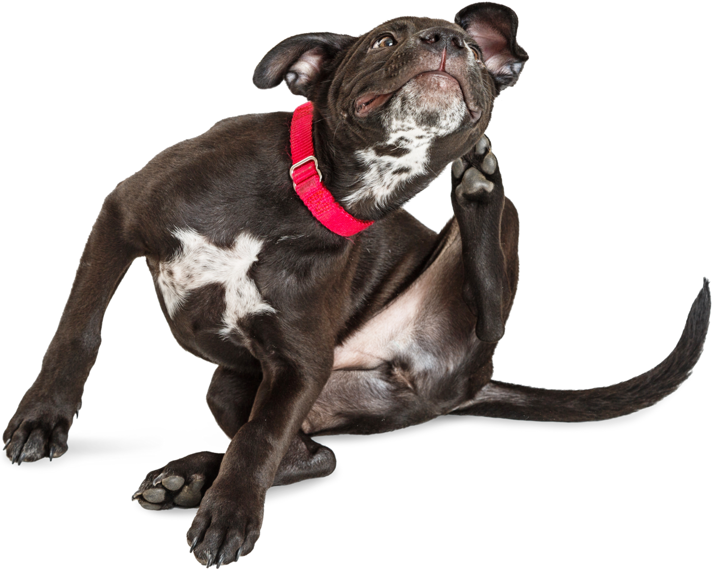 Dermatologie Dermatologie - Hund kratzt sich am Ohr