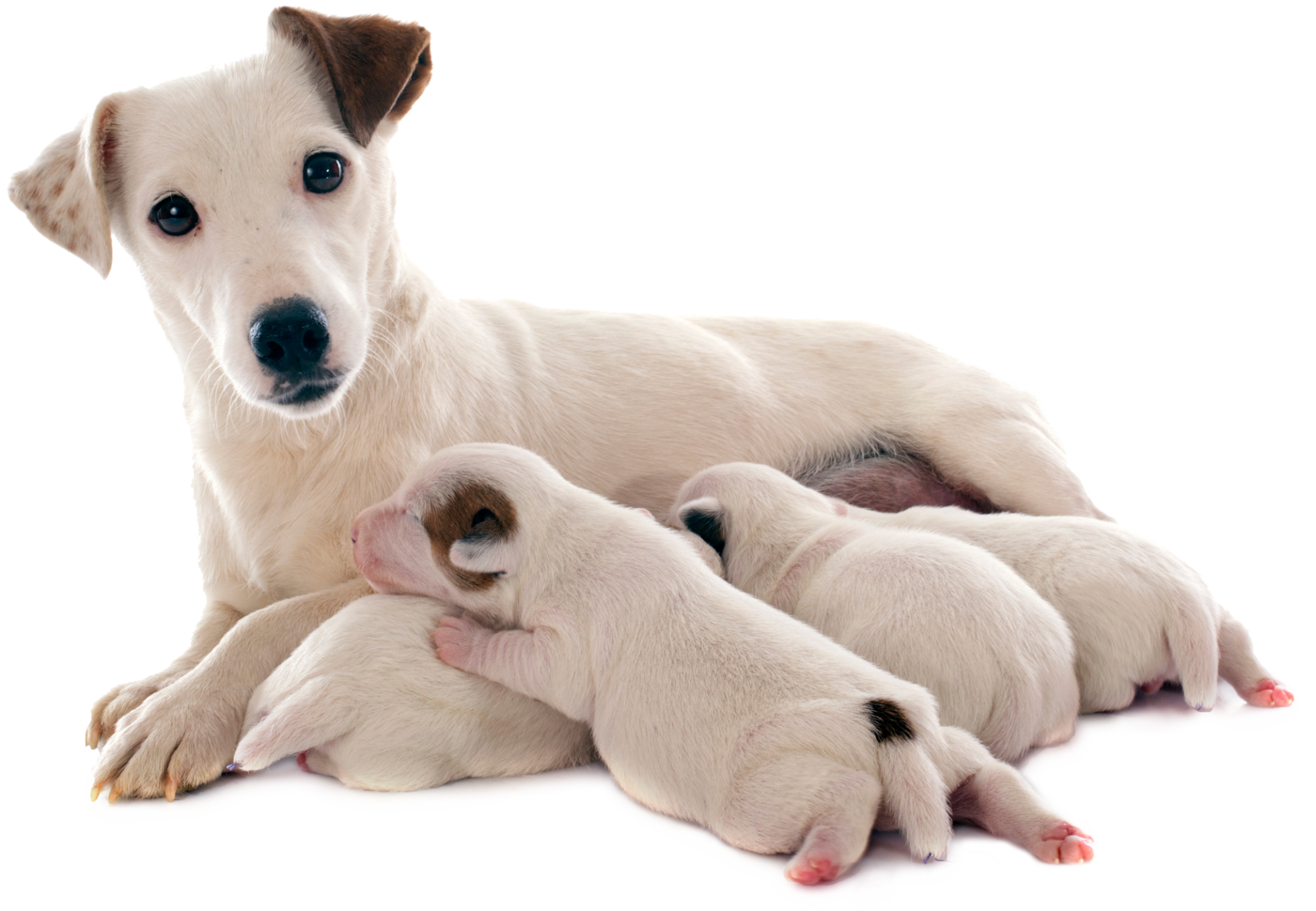 Reproduktionsmedizin - Zucht Zucht - Jack Russel mit vier Welpen